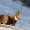 Alpine Chamois