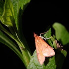 Genista Broom Moth