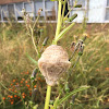 Chinese Mantis Ootheca