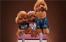 Poodle Theme & New Tab small promo image