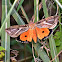 Dot underwing moth (female)