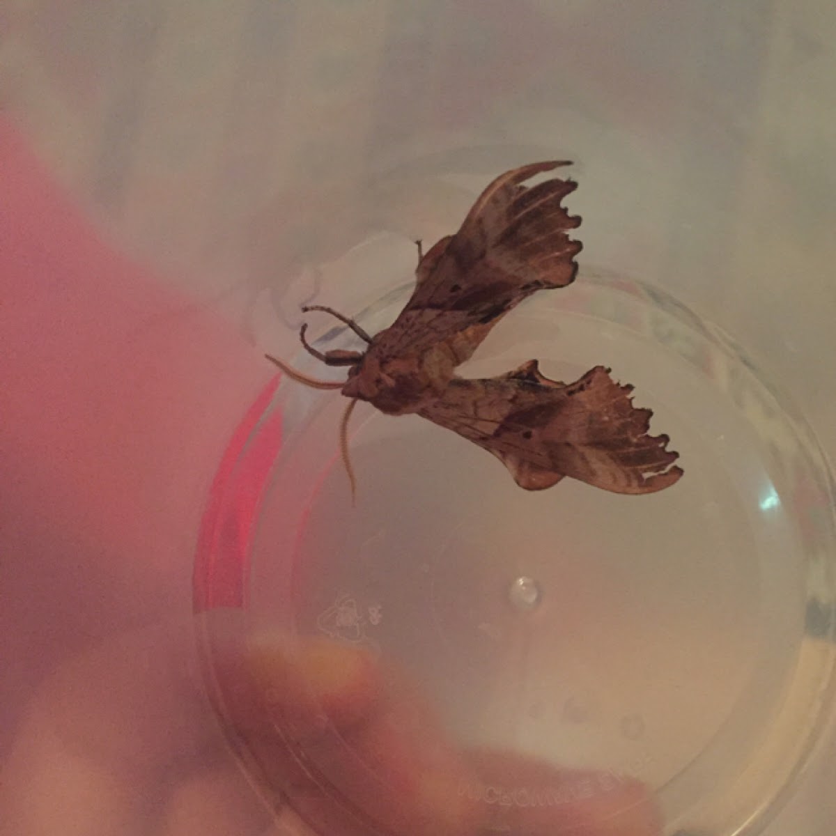 Blinded Sphinx Moth