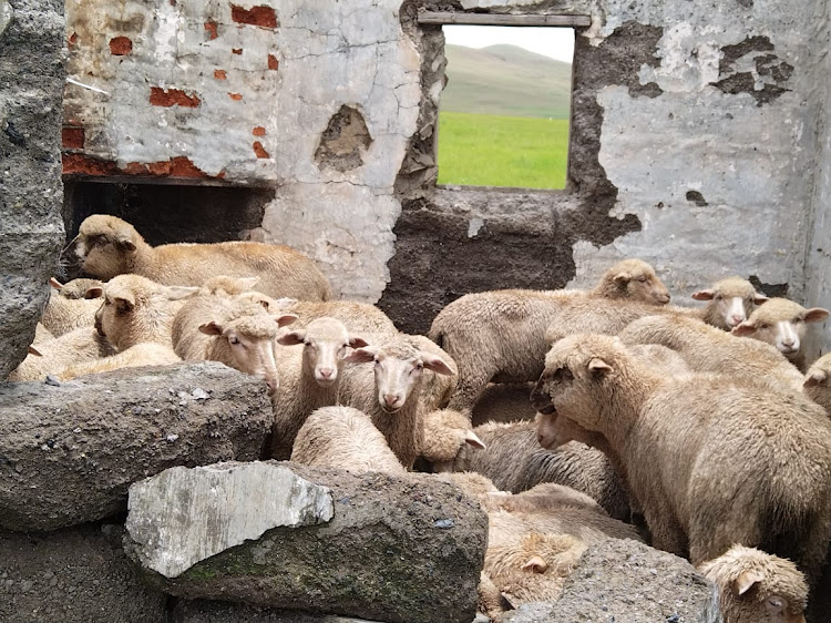 KwaZulu-Natal police have recovered 34 stolen sheep in Kokstad.