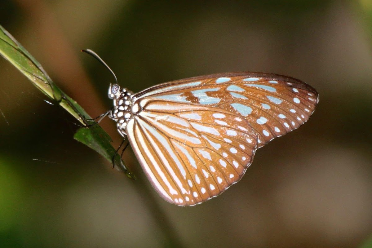 Grey glassy tiger