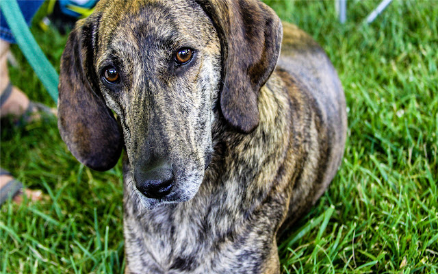 Plott Hound Themes & New Tab