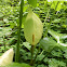 Arum Lily