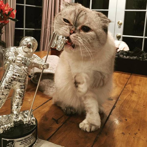 Điều đặc biệt nhất của Olivia Benson chính là chiếc tai cụp