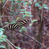 Zebra Longwing