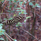 Zebra Longwing