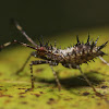 Helmeted Squash Bug