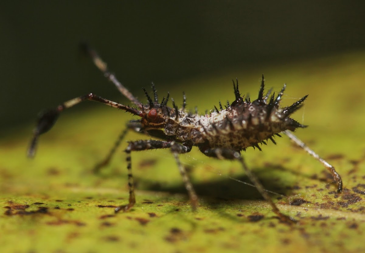 Helmeted Squash Bug