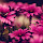 Pink Flower Wallpapers HD Best New Tab