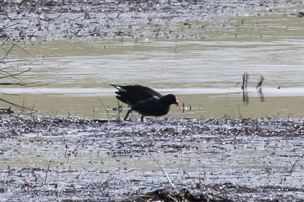 Moorhen