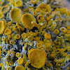 Pin-cushion Sunburst Lichen