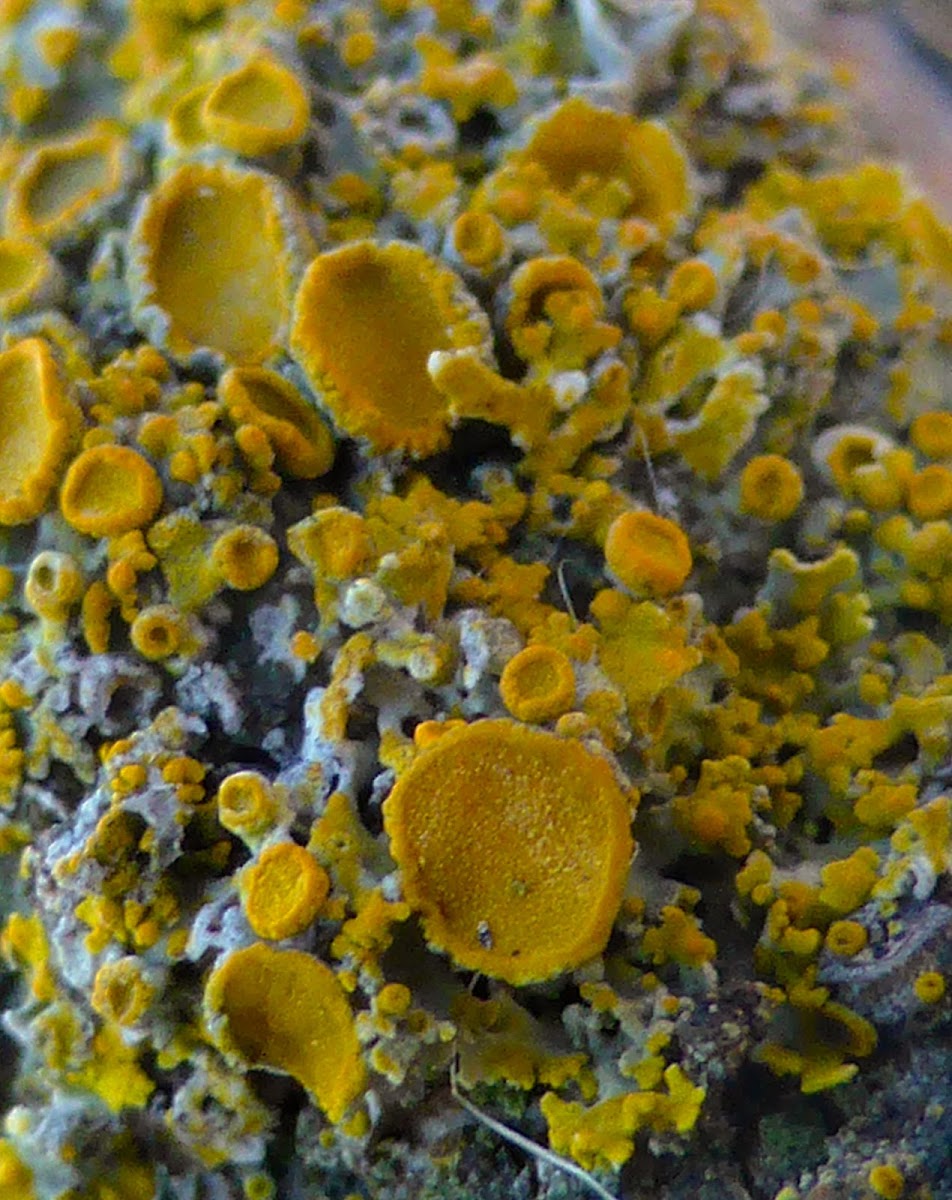 Pin-cushion Sunburst Lichen