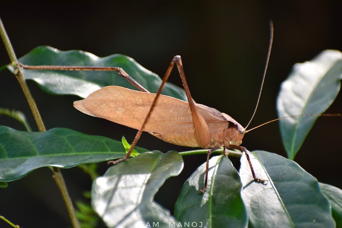 Large leaf Katydid