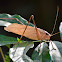 Large leaf Katydid