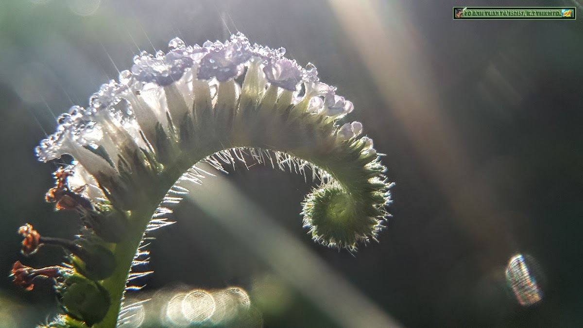 Indian heliotrope, Cỏ Vòi Voi.