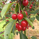 Cherry