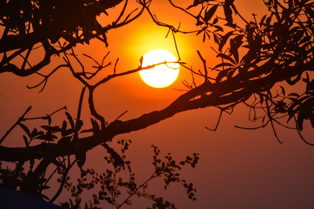 sunrise between leaves