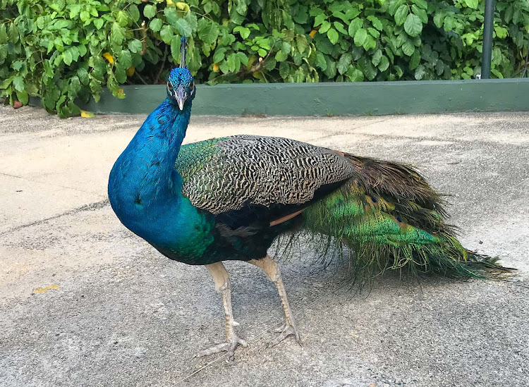 A peacock struts around at the cruise terminal in Cartagena, Colombia. 