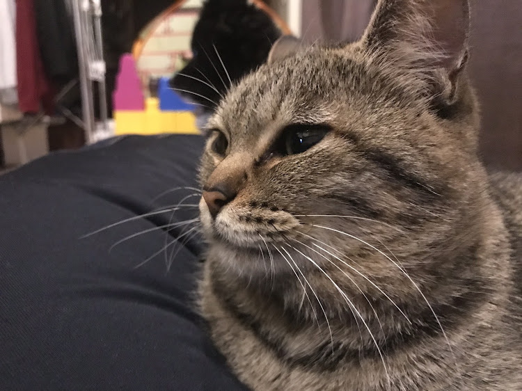 86のUVERworld・【CT愛猫部】・娘も孫も俺のもん！・ダレカタスケテ・うぎゃーーーーーーー！に関するカスタム事例の投稿画像4枚目