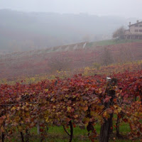 Bucolica nebbia di 