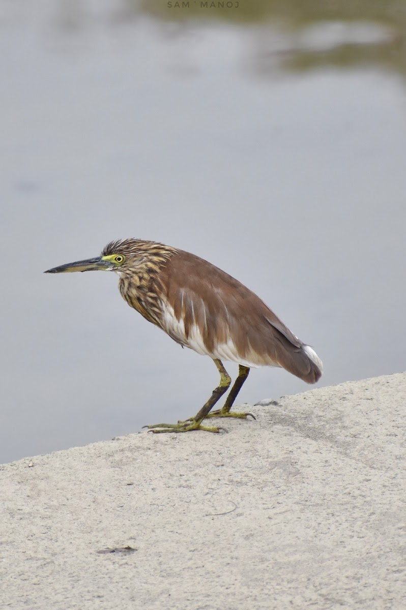 Chinese Pond Heron