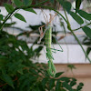 False Garden mantis