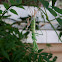 False Garden mantis