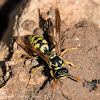 European Paper Wasp