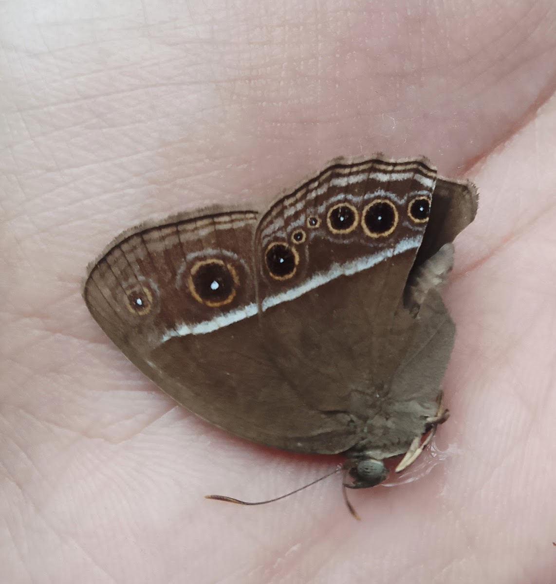 Common Bushbrown