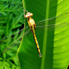 Tricolored Marsh Hawk ♀