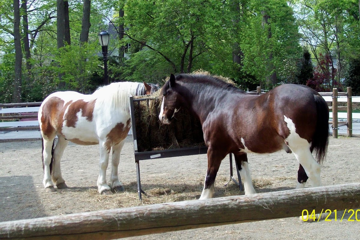 Clydesdale Horses