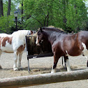 Clydesdale Horses