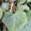 Common Ivy