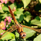 Crimson Marsh Glider