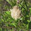 Praying Mantis (egg case)