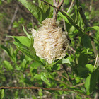 Praying Mantis (egg case)