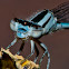 Vivid Dancer Damselfly