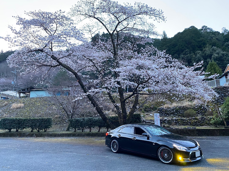 マークXの桜・桜と愛車・ドライブ・花見ドライブ🌸・下北山スポーツ公園キャンプ場に関するカスタム事例の投稿画像1枚目