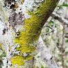 Gold Dust Lichen