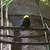 Golden-Collared Manakin