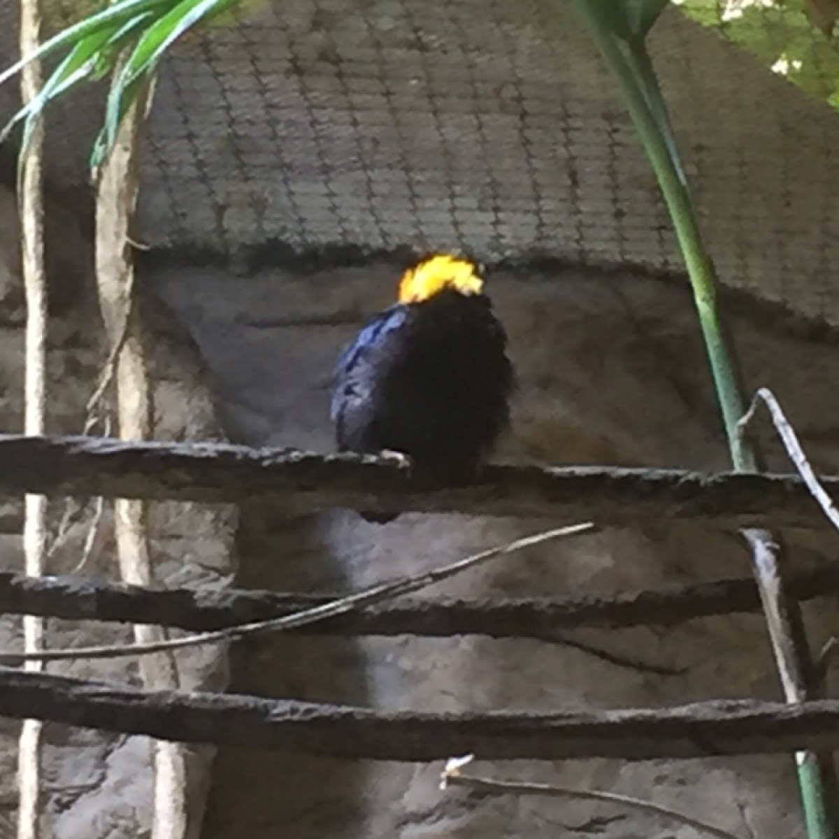 Golden-Collared Manakin