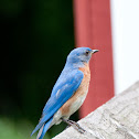 Eastern Bluebird