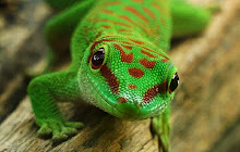 Gecko Lizard HD Wallpapers New Tab Theme small promo image