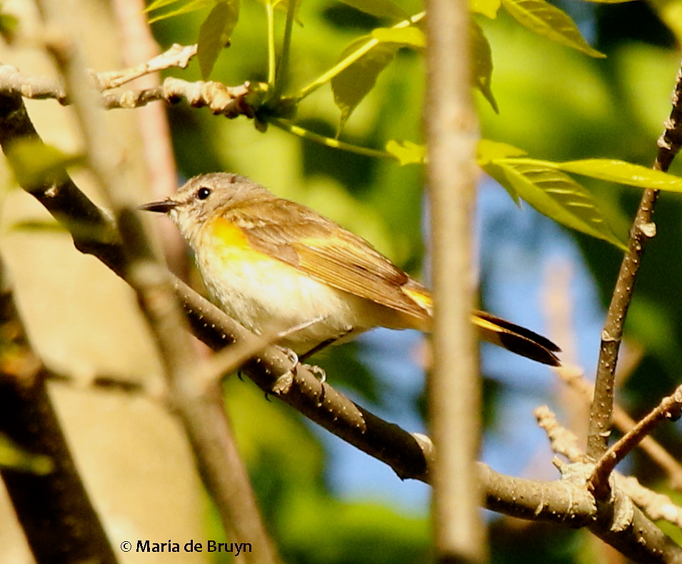 American redstart