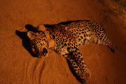 The dead leopard.