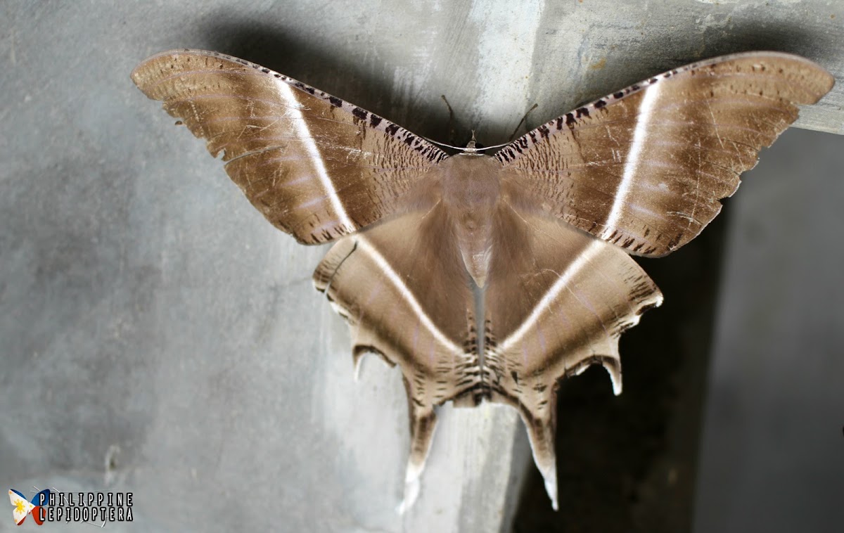 Tropical Swallowtail Moth