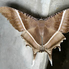 Tropical Swallowtail Moth